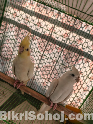 সুপার টেন। কোকাটেল